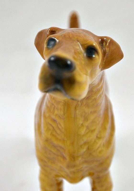 Scottish Welsh Terrier