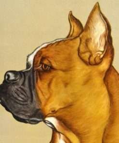 Boxer Figurine Collectibles