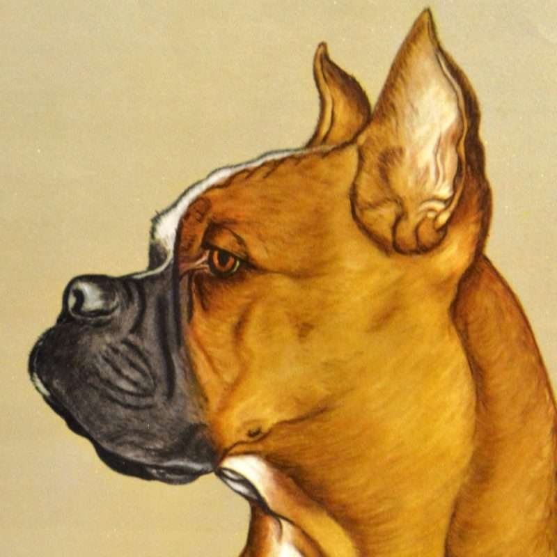 Boxer Figurine Collectibles