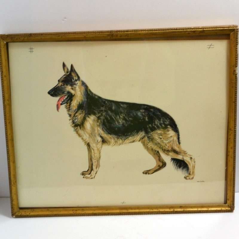 Original Vintage Etching of German Shepherd Dog Front 141- Dog's Tale Collectibles