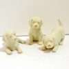 Lenox Labrador Retriever Puppies Trio with Gold Accents