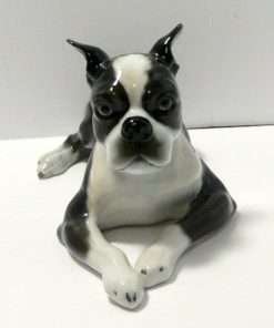 Boston Terrier