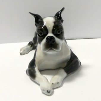 Boston Terrier