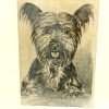 Vintage Framed Skye Terrier Etching on Silk