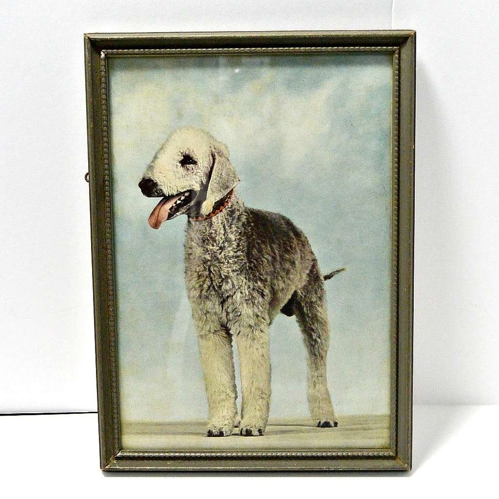 Colored Vintage Framed Photo Bedlington Terrier ART-2166