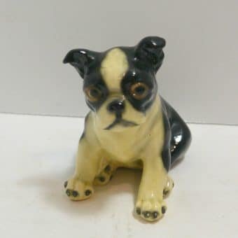 Boston Terrier Sitting