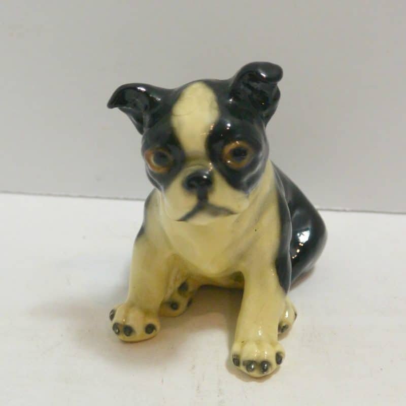 Boston Terrier Sitting