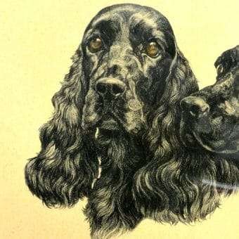 Black English Cocker Spaniel Pair Portrait 1