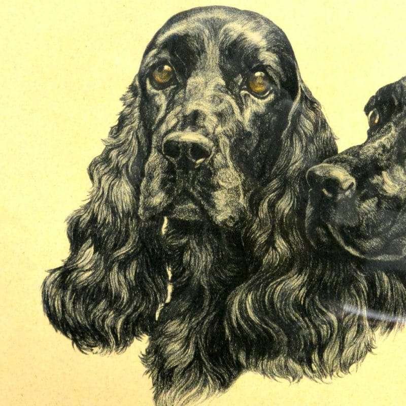 Black English Cocker Spaniel Pair Portrait 1