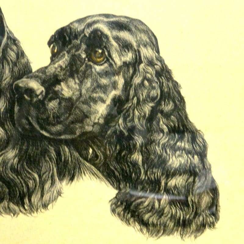 Black English Cocker Spaniel Pair Portrait Close 2