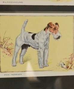 cigarette cards 6