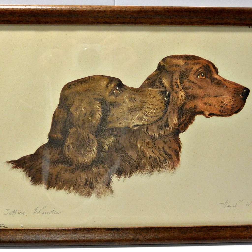 Irish Setter Dogs Etching Paul Wood c.1935 ART-J403