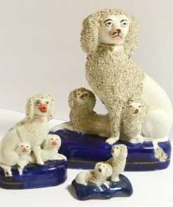Staffordshire Poodle with Puppies More