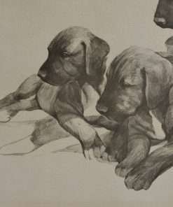 Limited Edition Print Wolfhound Puppies Close