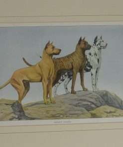Antique Framed Art Print Great Dane Dogs Close