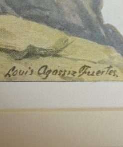 Antique Framed Art Print Great Dane Dogs Signature