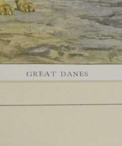 Antique Framed Art Print Great Dane Dogs Title