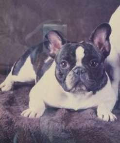 Vintage French Bulldogs Original Photo close 3