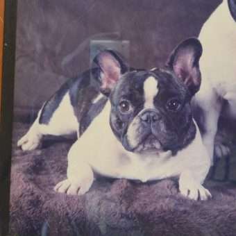 Vintage French Bulldogs Original Photo close 3