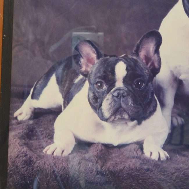 Vintage French Bulldogs Original Photo close 3
