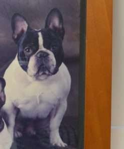 Vintage French Bulldogs Original Photo close 2