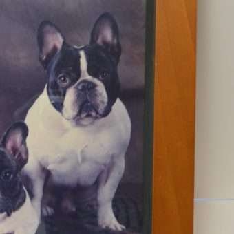 Vintage French Bulldogs Original Photo close 2