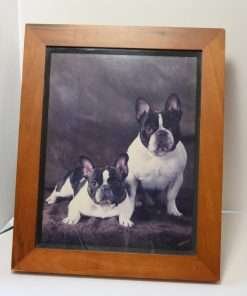 Vintage French Bulldogs Original Photo