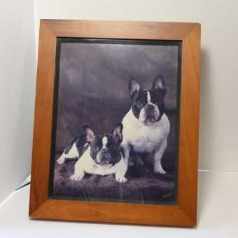 Vintage French Bulldogs Original Photo