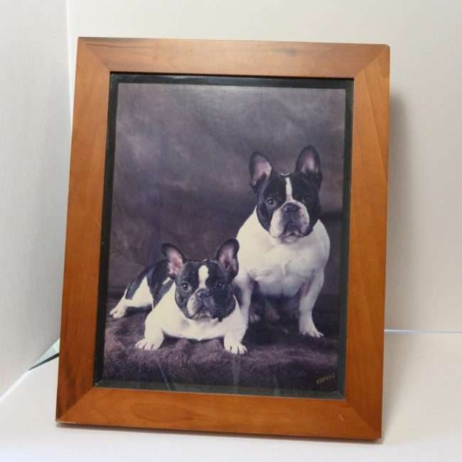 Vintage French Bulldogs Original Photo