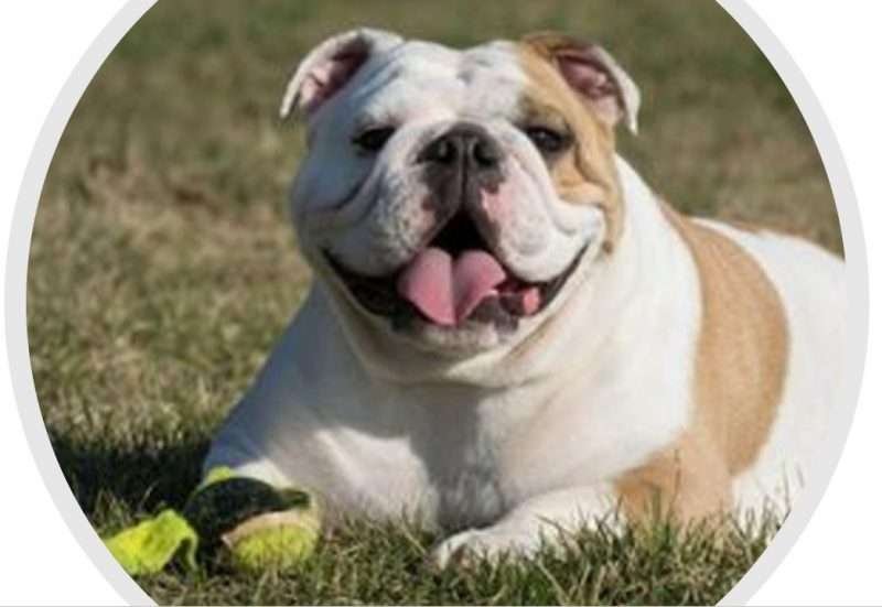 Vintage Bulldog Collectibles