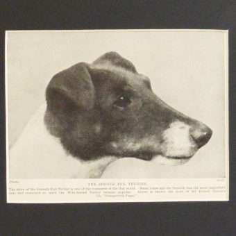 Smooth Fox Terrier Photo Print