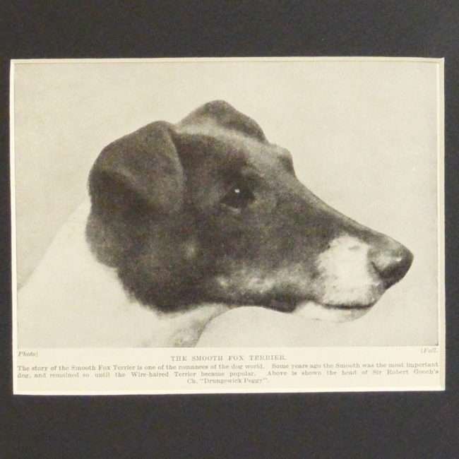 Smooth Fox Terrier Photo Print