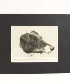 Classic Fox Terrier Photo Print full2