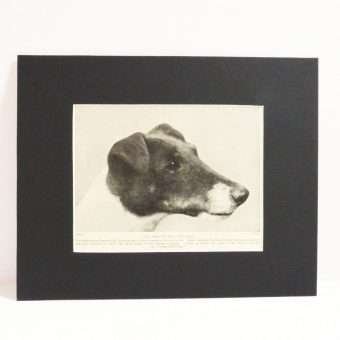 Classic Fox Terrier Photo Print full2