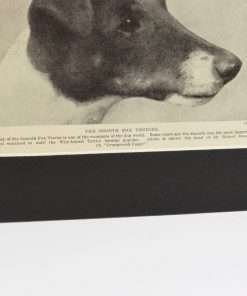 Classic Fox Terrier Photo Print text