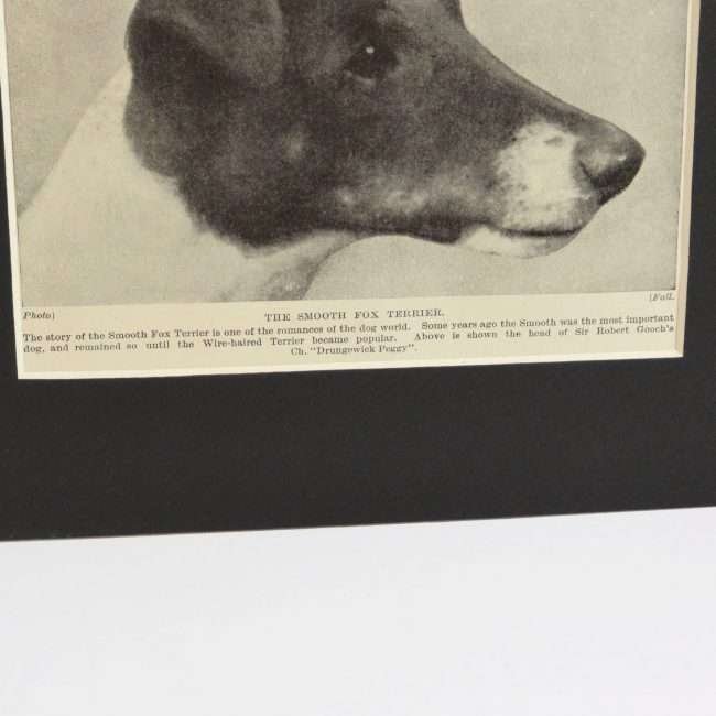 Classic Fox Terrier Photo Print text
