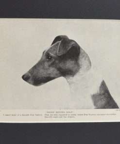 Classic Fox Terrier Photo Print
