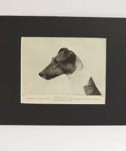 Classic Fox Terrier Photo Print 2