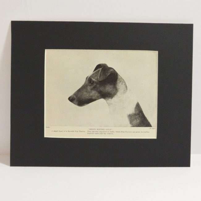 Classic Fox Terrier Photo Print 2