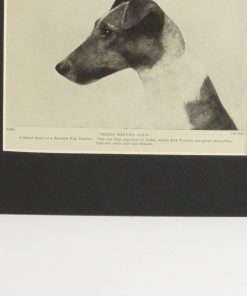 Classic Fox Terrier Photo Print 1