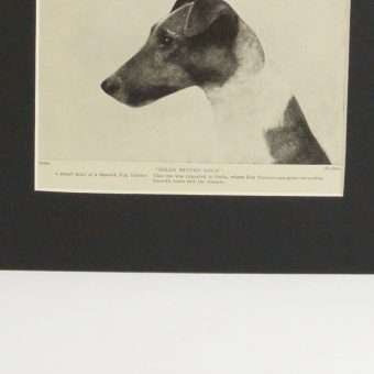 Classic Fox Terrier Photo Print 1
