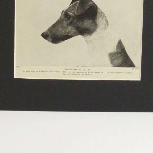 Classic Fox Terrier Photo Print 1