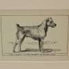 Antique Irish Terrier Dog Engraving Print
