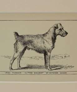 Antique Irish Terrier Dog Engraving Print