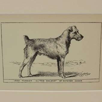 Antique Irish Terrier Dog Engraving Print