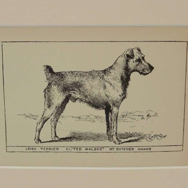 Antique Irish Terrier Dog Engraving Print