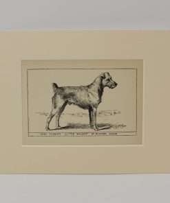 Antique Irish Terrier Dog Engraving Print 1