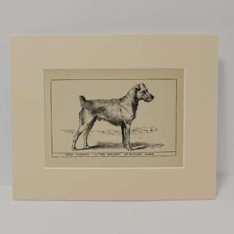 Antique Irish Terrier Dog Engraving Print 1