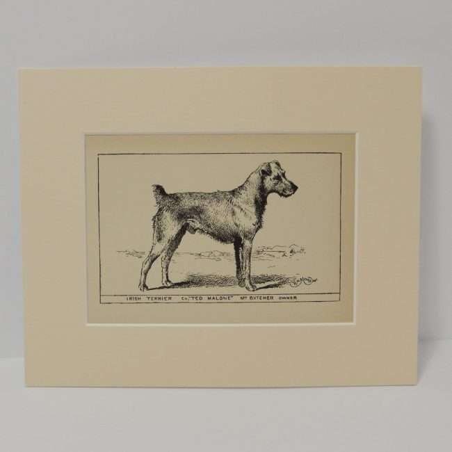 Antique Irish Terrier Dog Engraving Print 1