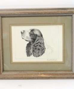 Vintage Springer Spaniel Etching Full